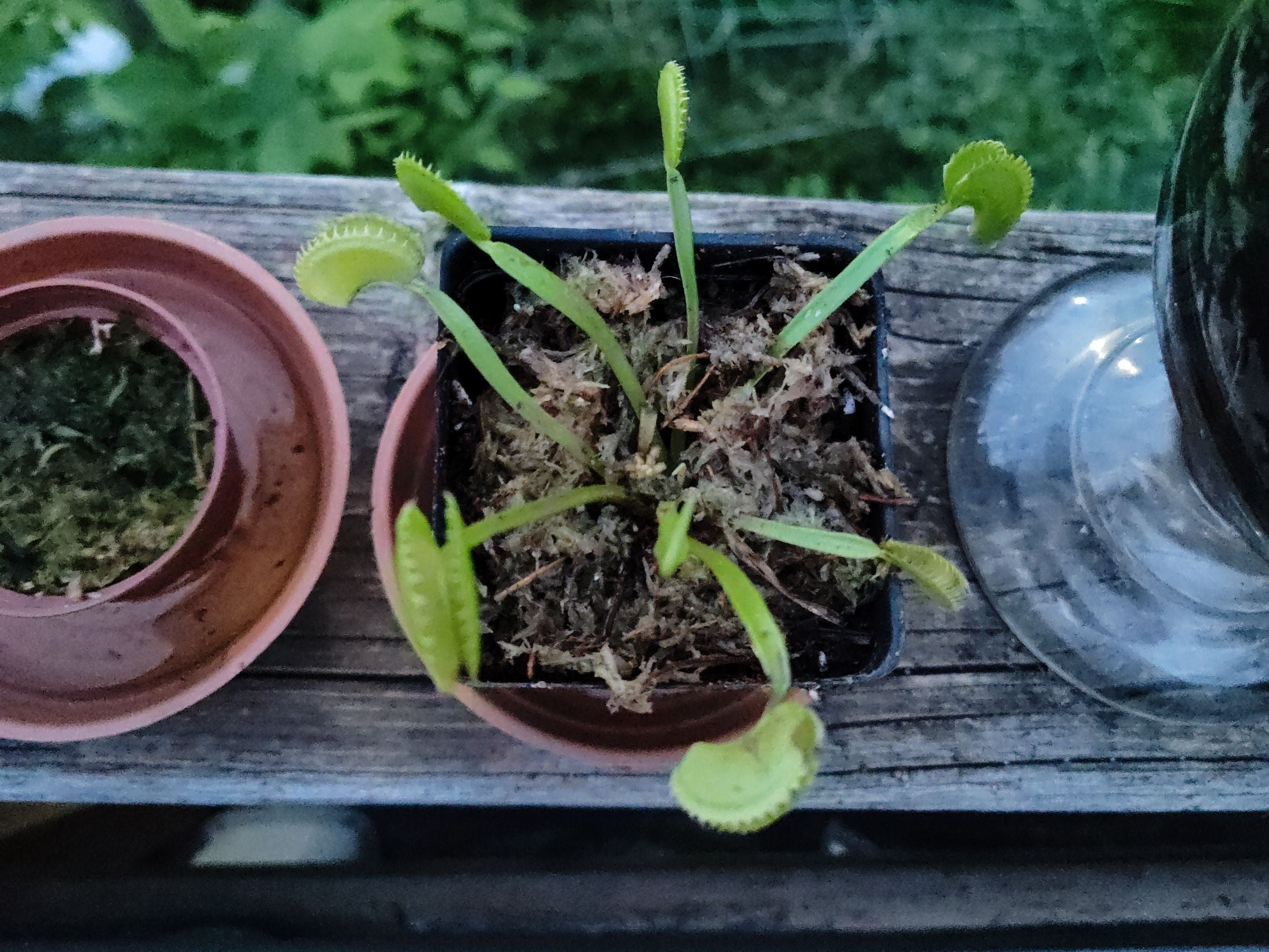 Why Are There Black Spots on My Venus Flytrap B52 Leaves? 🪰