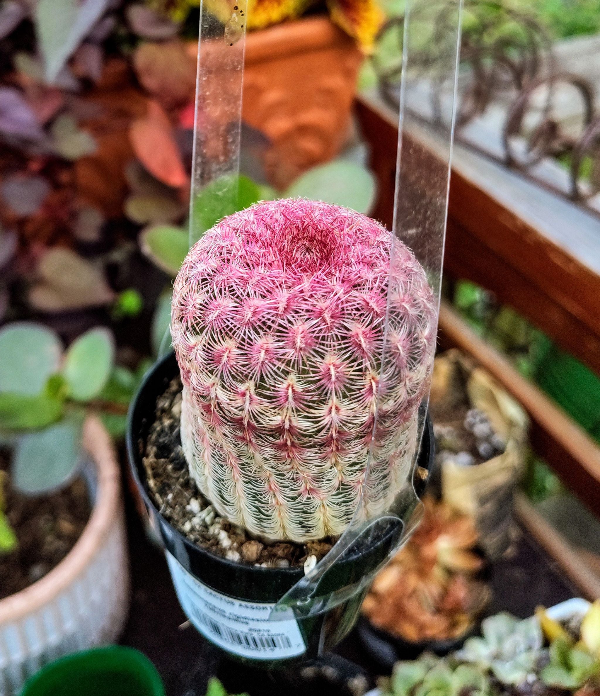 Identifying What is Eating Your Kingcup Cactus 🌵