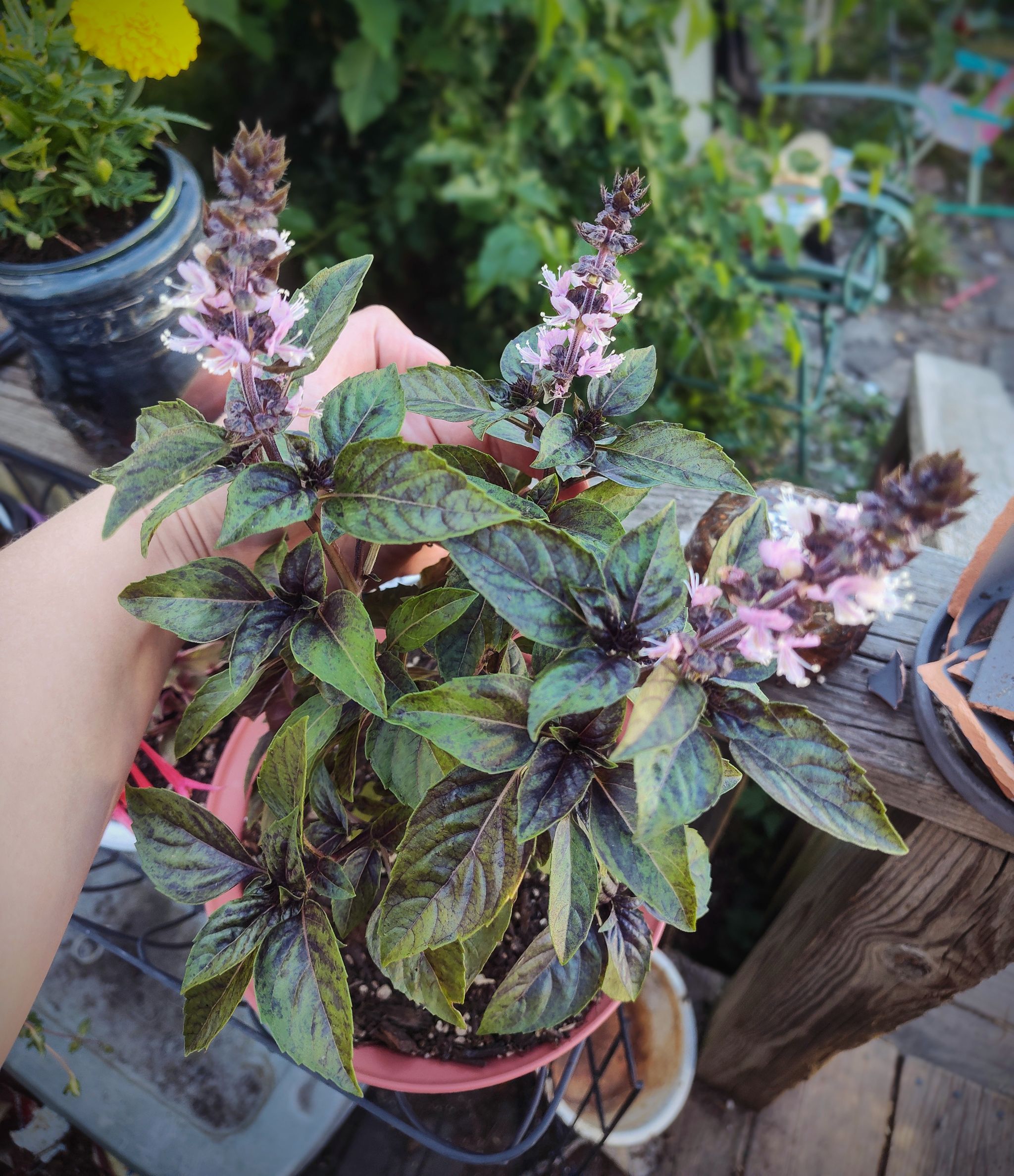 Black Opal Basil