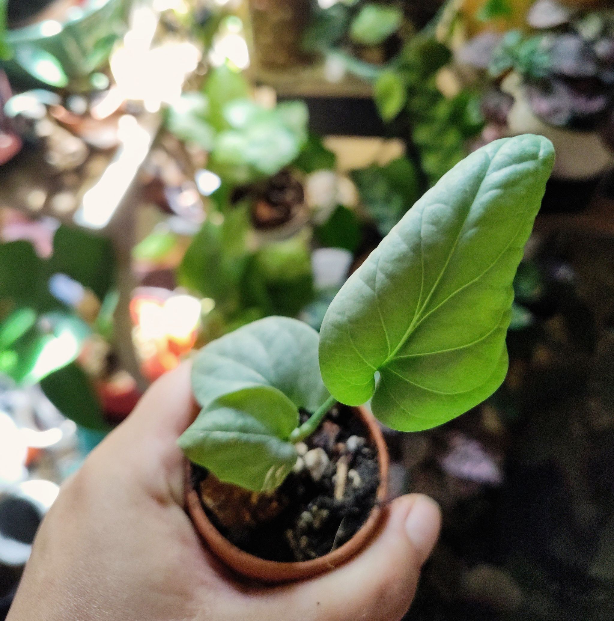 Small potted Amydrium 'Spider Man' plant with two green leaves, held by a hand.