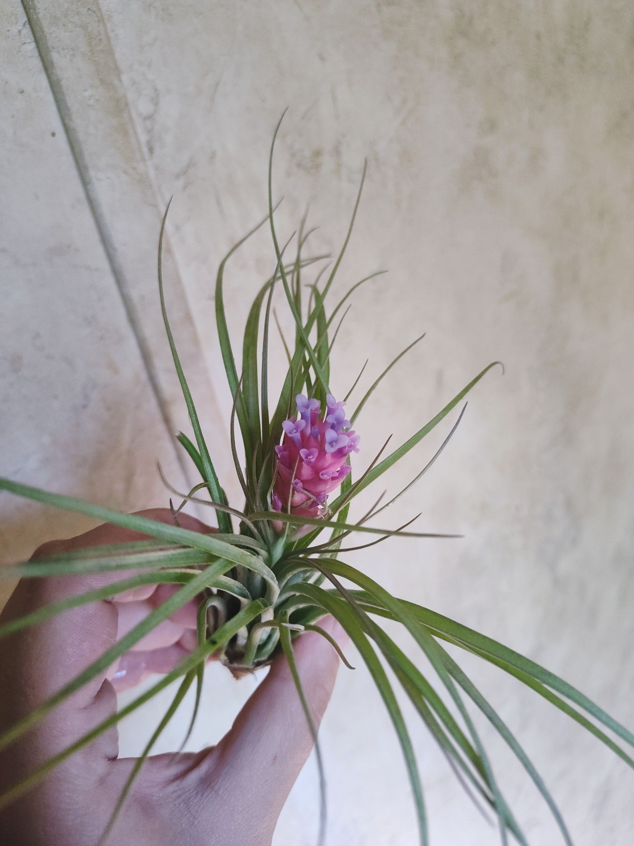 Photo of the plant species Victoriana Air Plant by @JesssJungle named Sophia on Greg, the plant care app