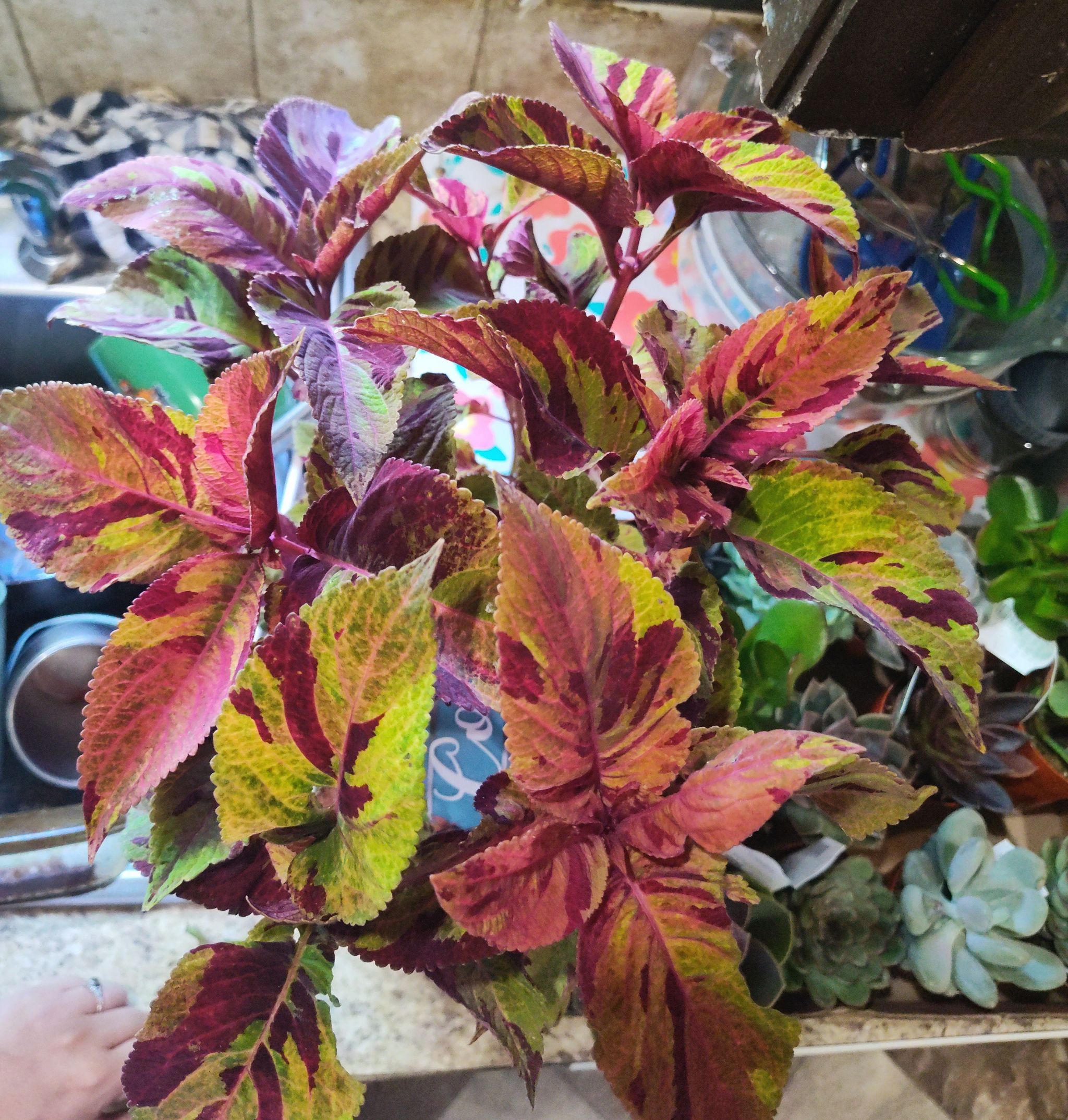 Photo from the post