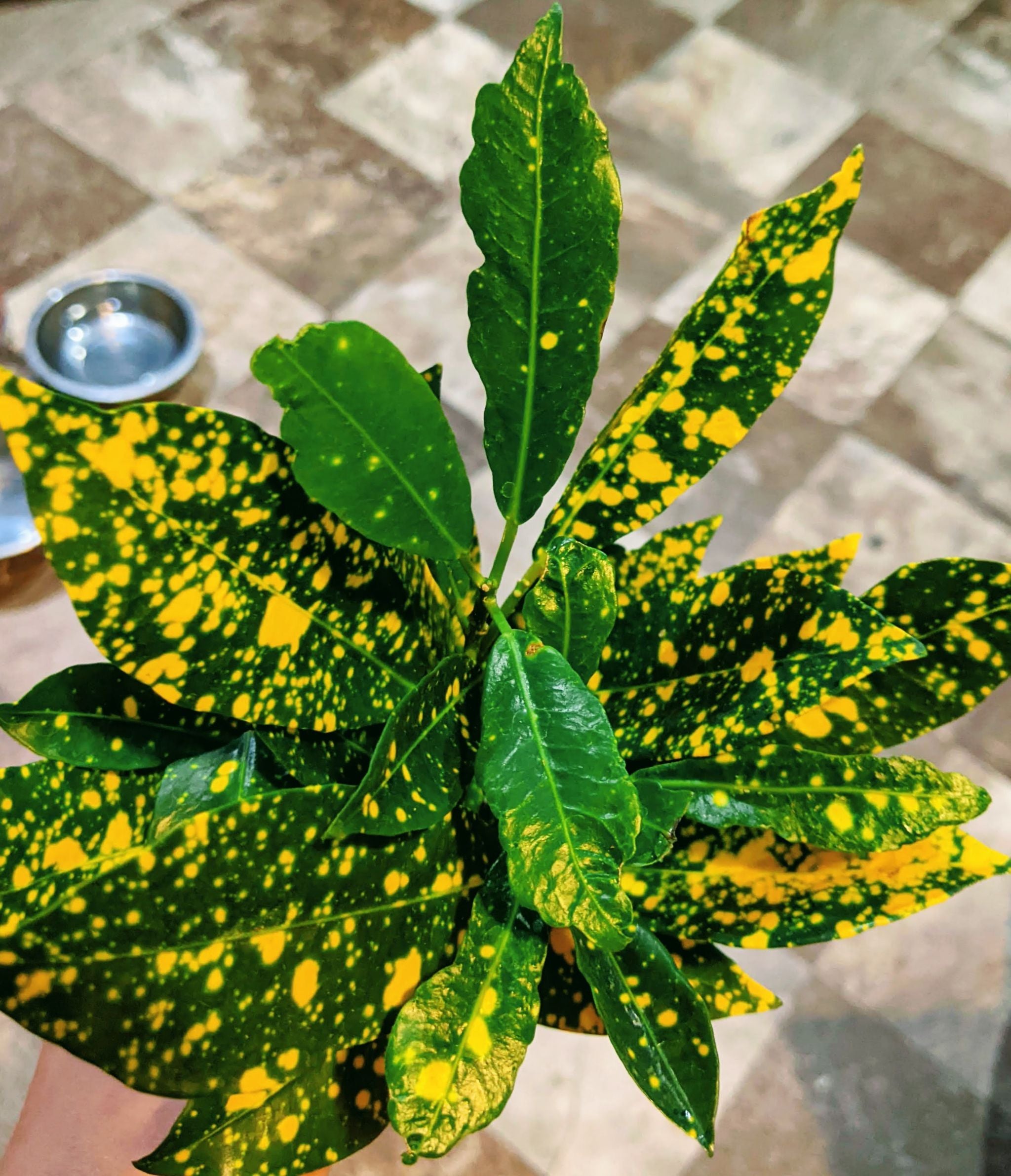 Why Are There Brown Spots on My Oakleaf Croton?