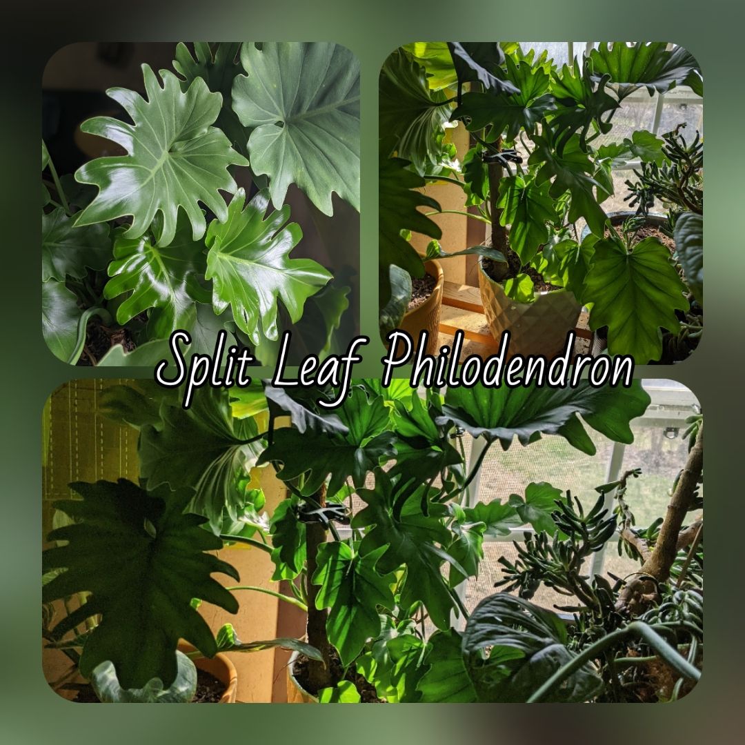I love making collages. 📸 #splitleafphilodendron #philod...