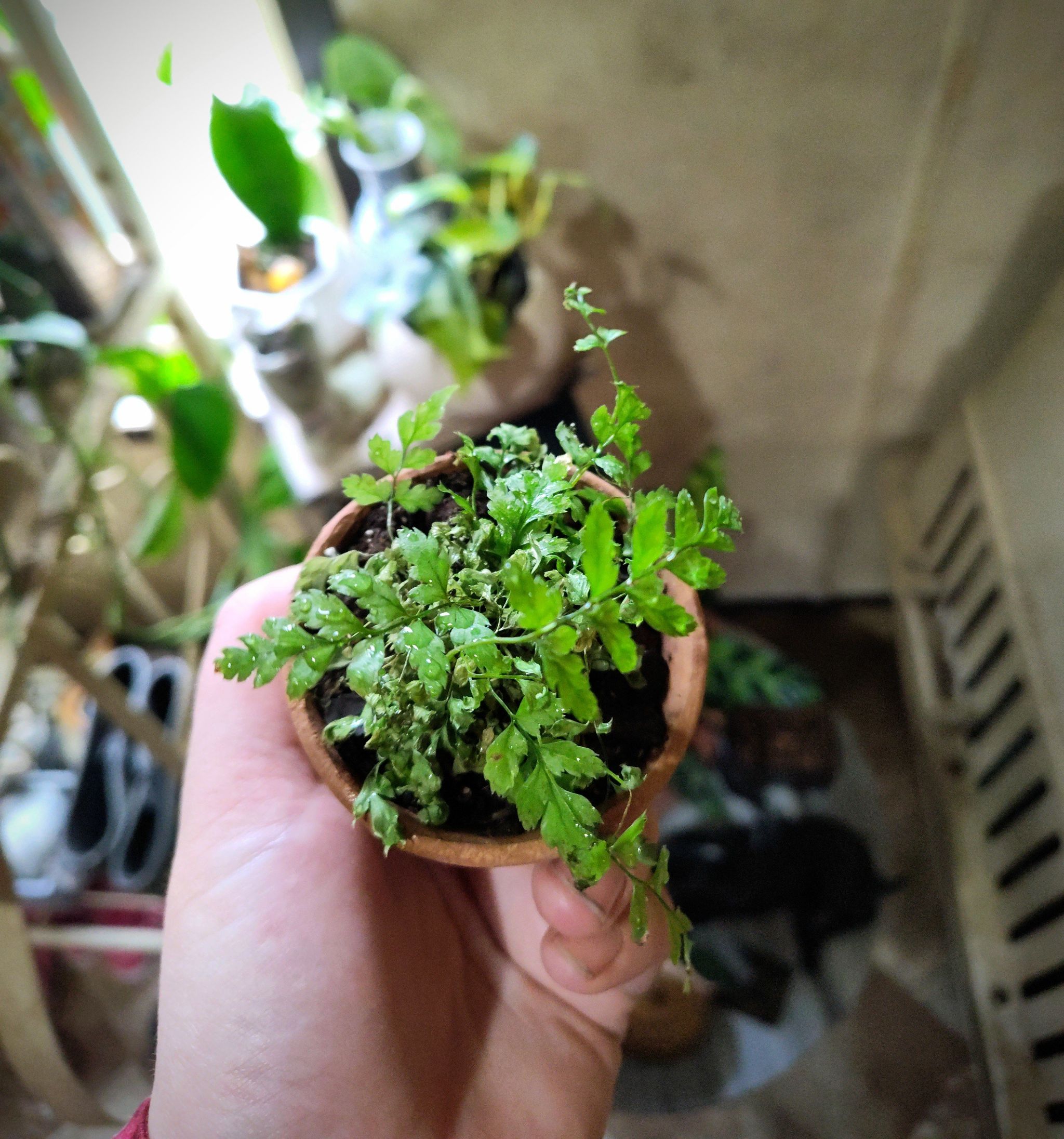 Hand holding a small Austral Gem Fern with vibrant green leaves, other plants in the background.