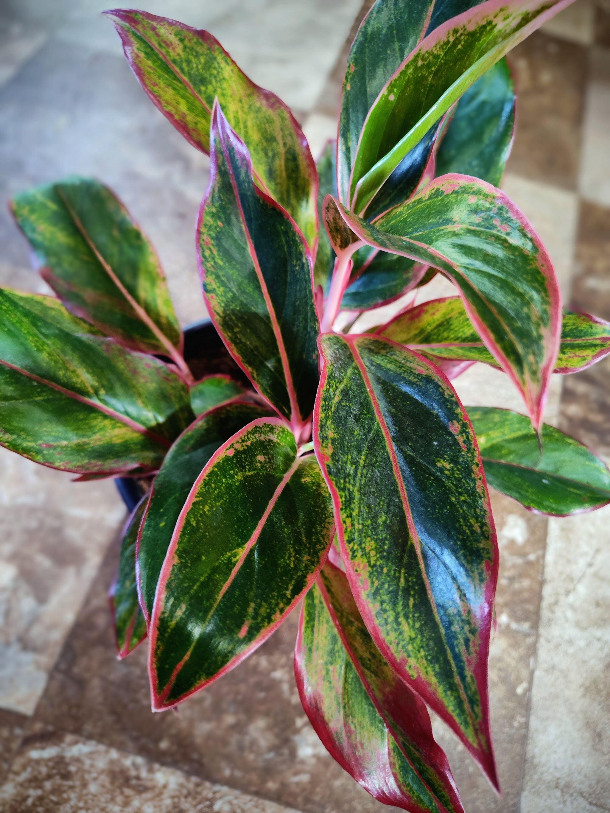 エクセルAglaonema Mulan エクセル様専用Aglaonema Mulan - メルカリ