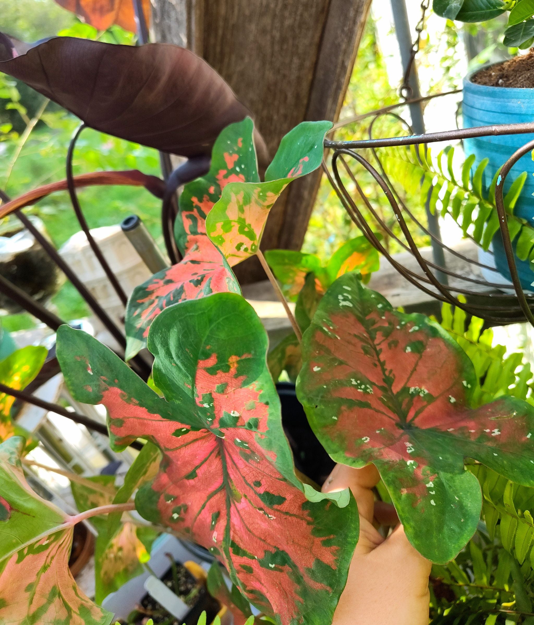 The Complete Red Valentine Plant Plant Care Guide Water, Light & Beyond