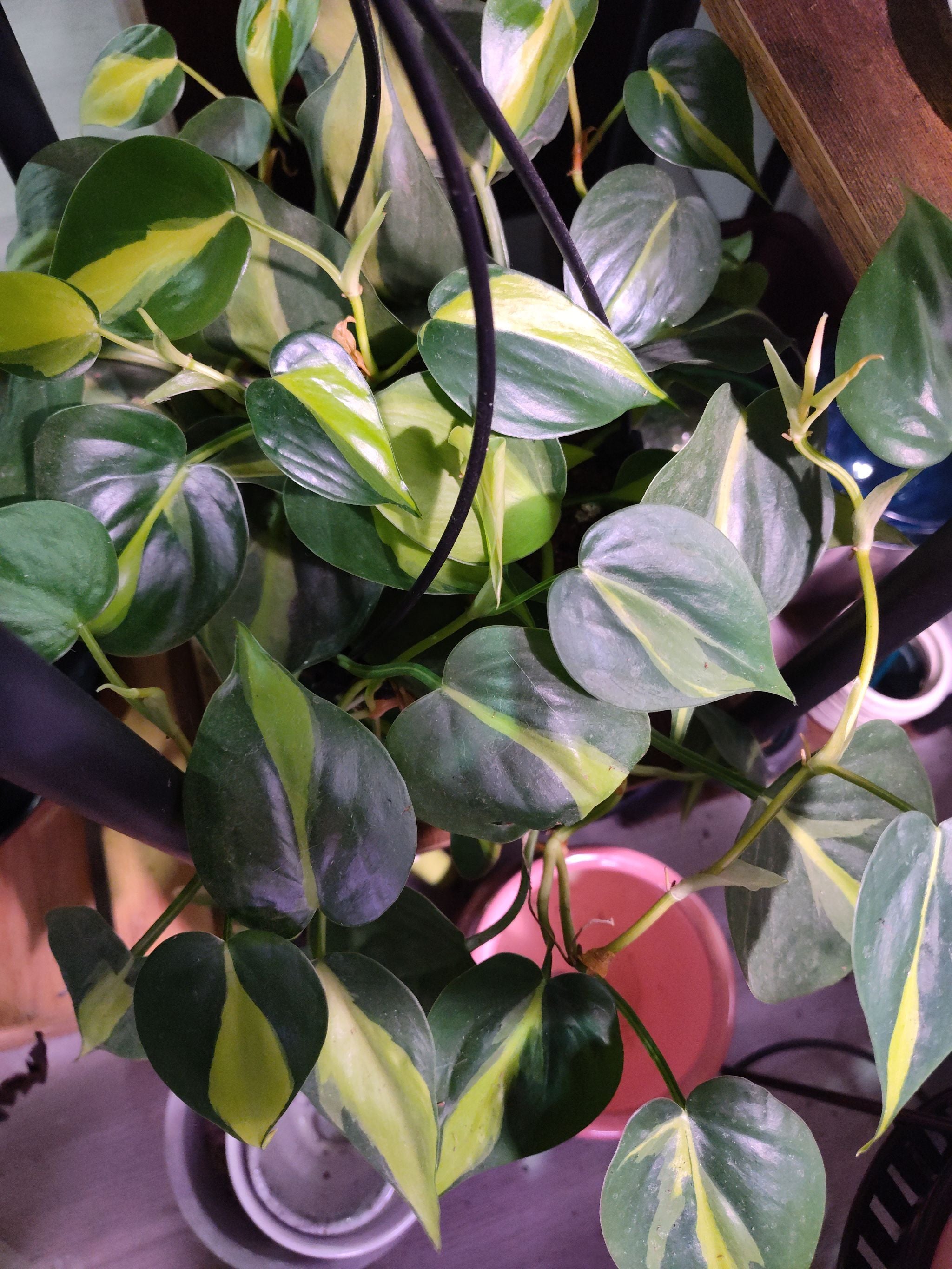 Philodendron Dean McDowell Livingroom A plant by Lilybellebloom on Greg