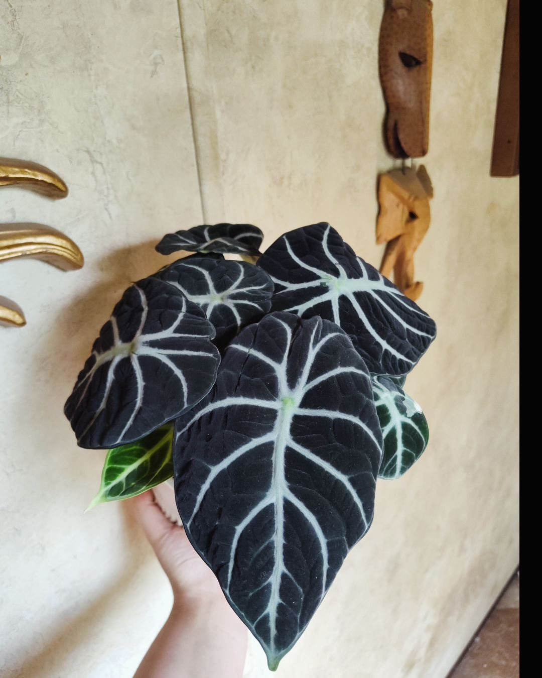 Photo from the post