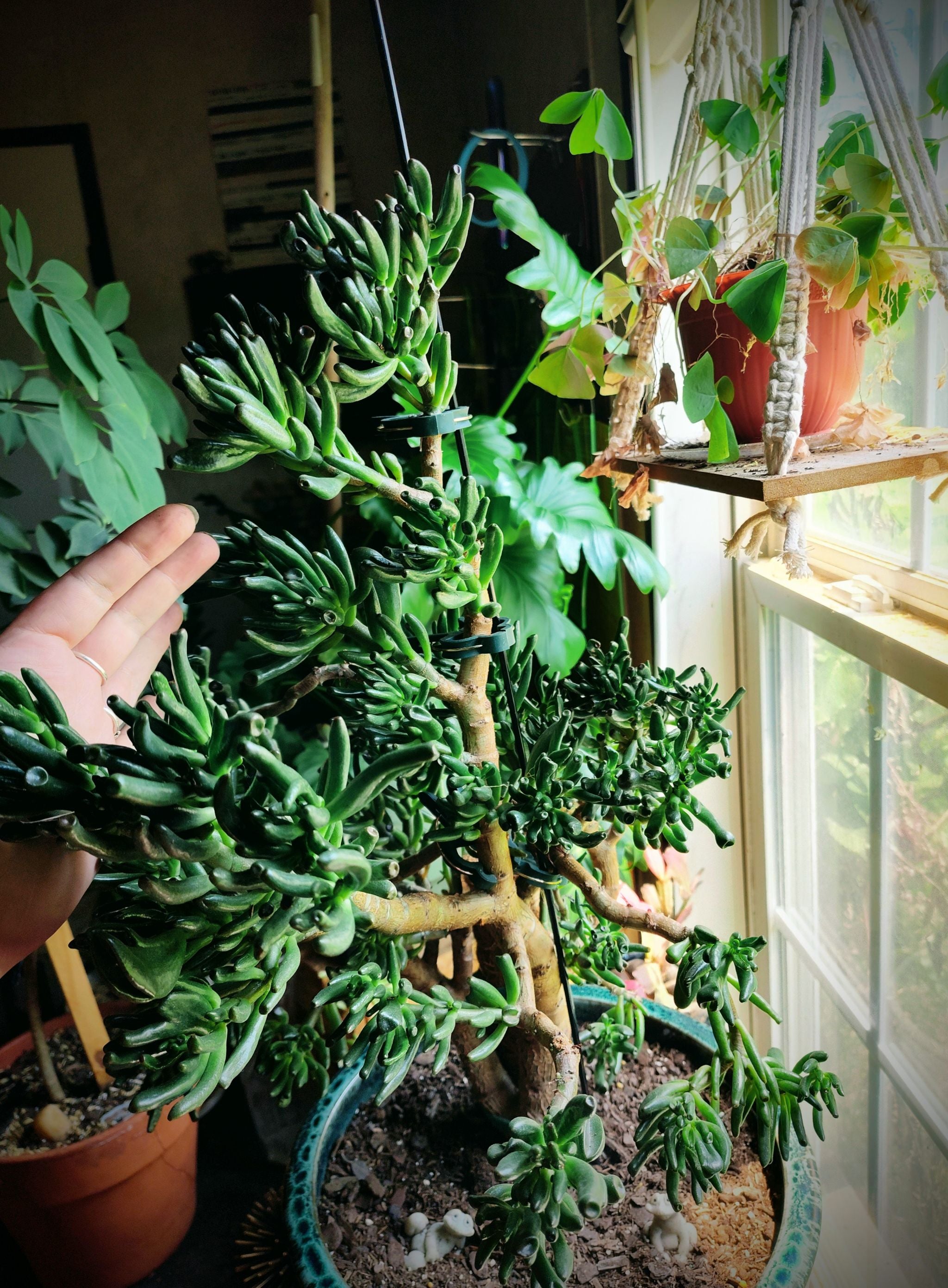 Gollum Jade Is Toxic to Humans