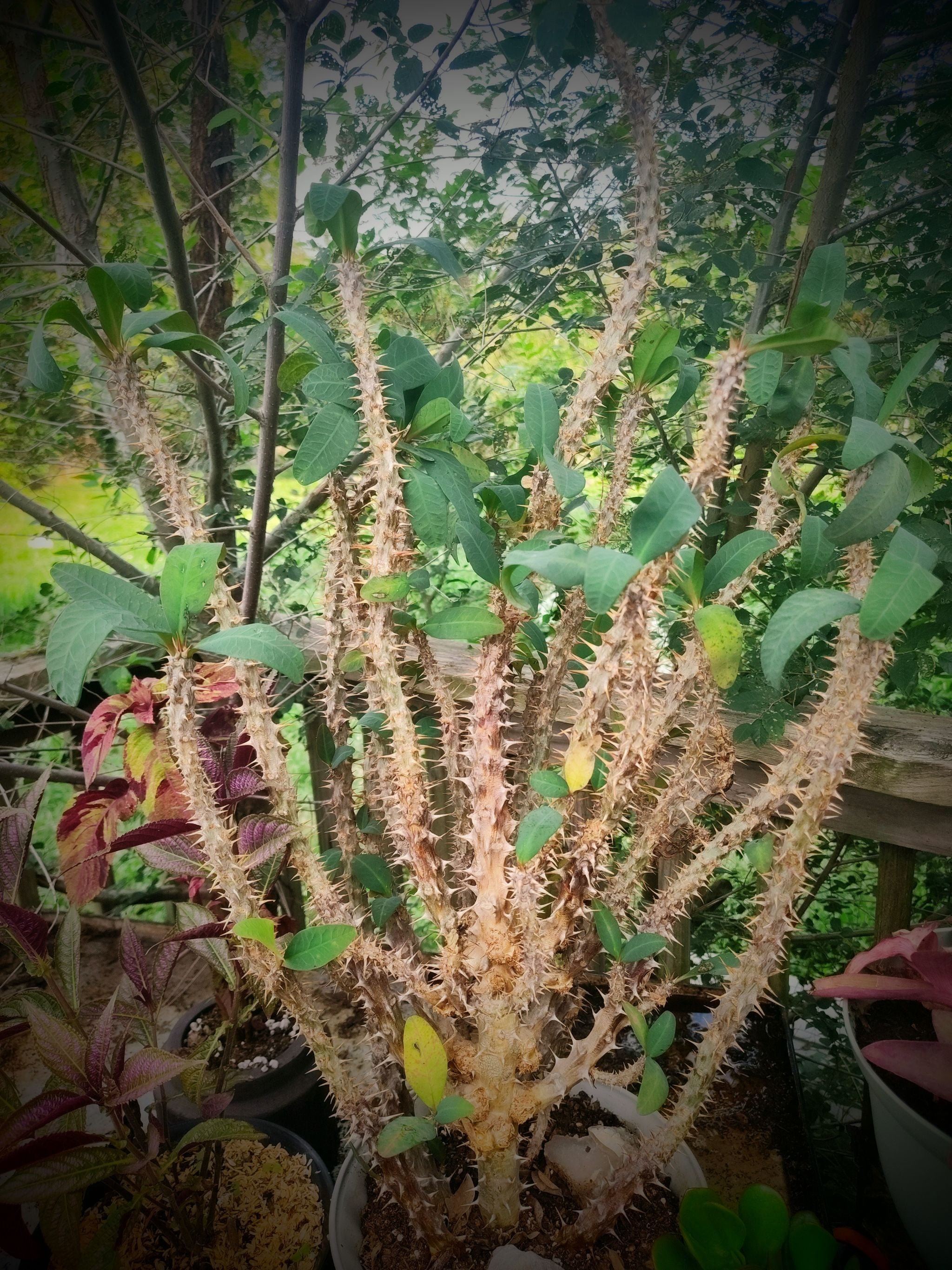 CoF A plant by PoignantCowbane on Greg