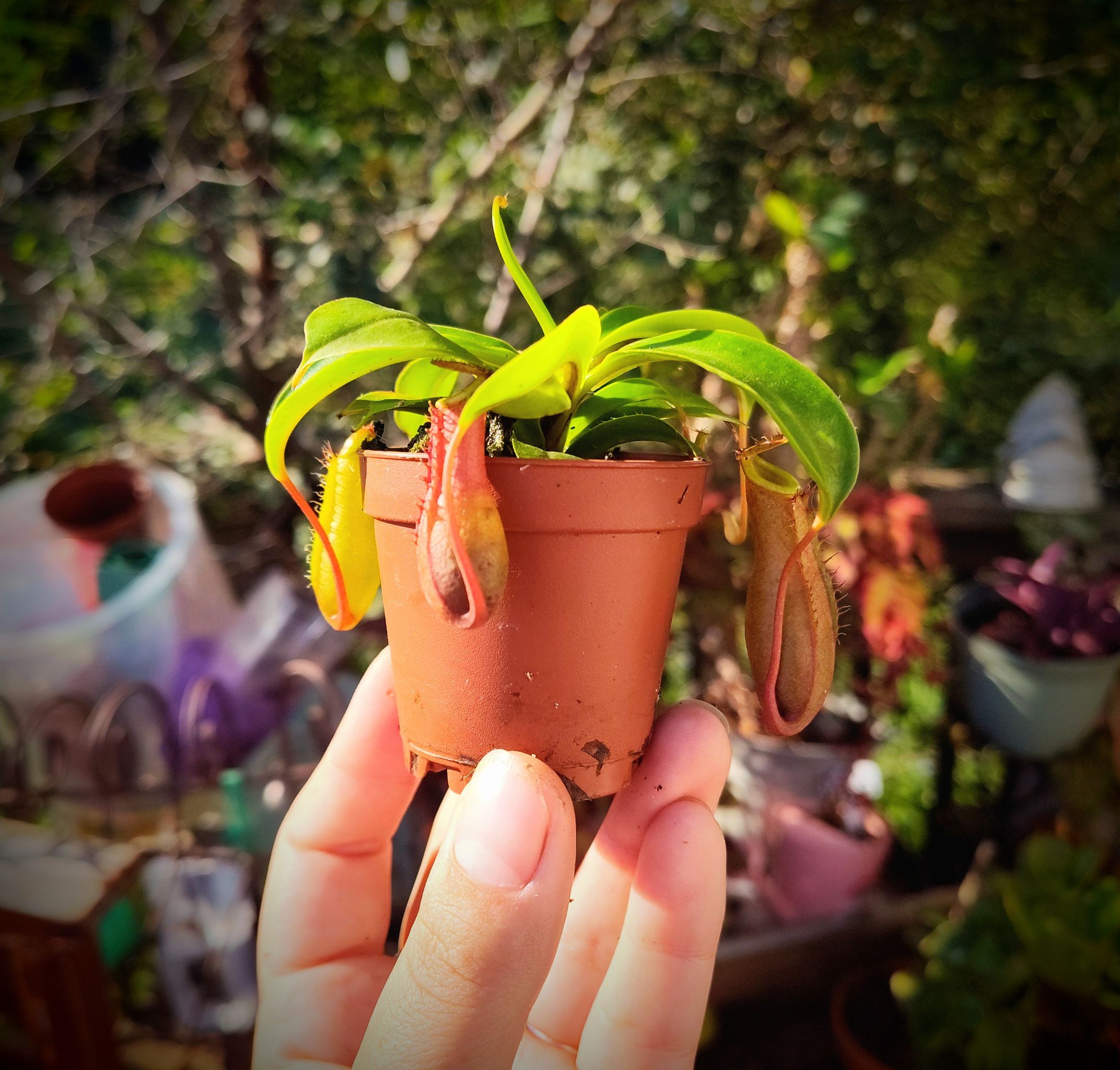 Britta