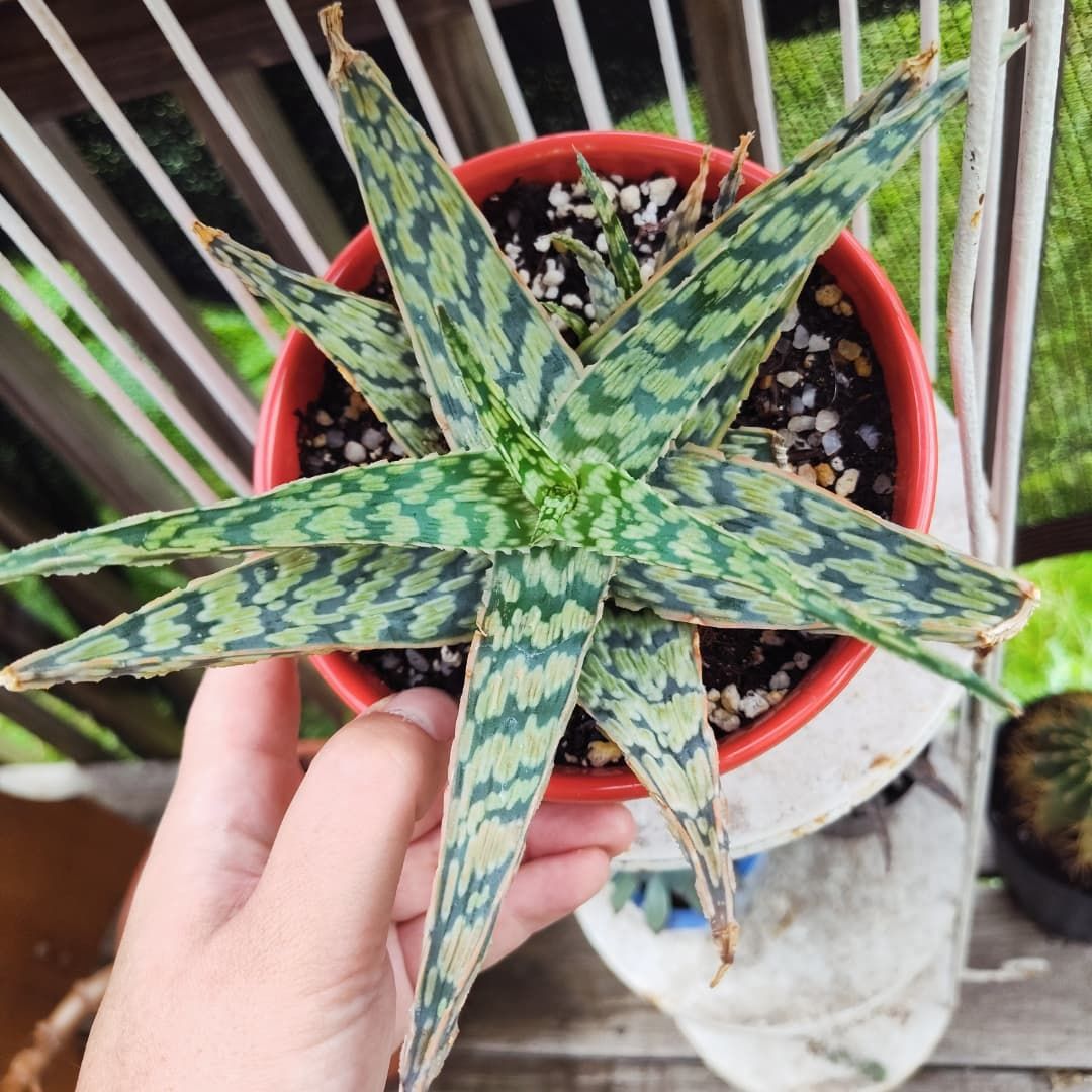 Photo of the plant species Aloe 'Sidewinder' by @JesssJungle named Venom on Greg, the plant care app