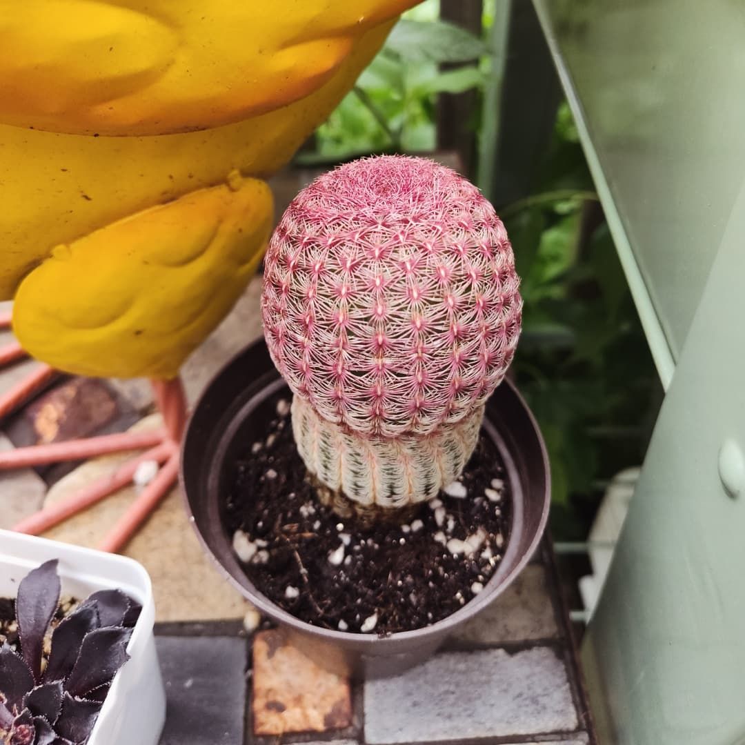 Photo of the plant species Rainbow Cactus by @JesssJungle named Roy G. Biv on Greg, the plant care app