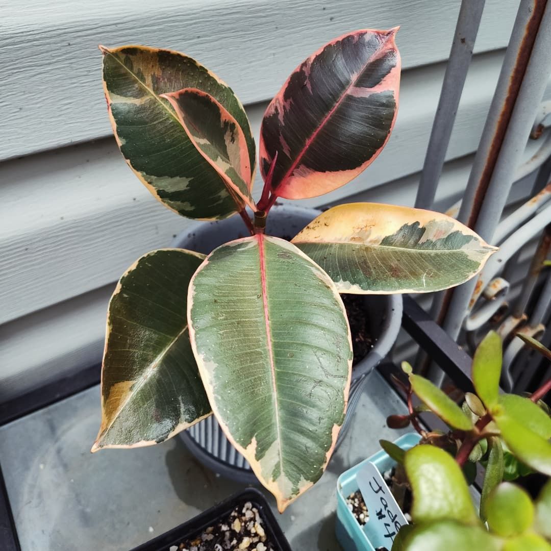 Genevieve is outside now and her leaves have gotten HUGE....