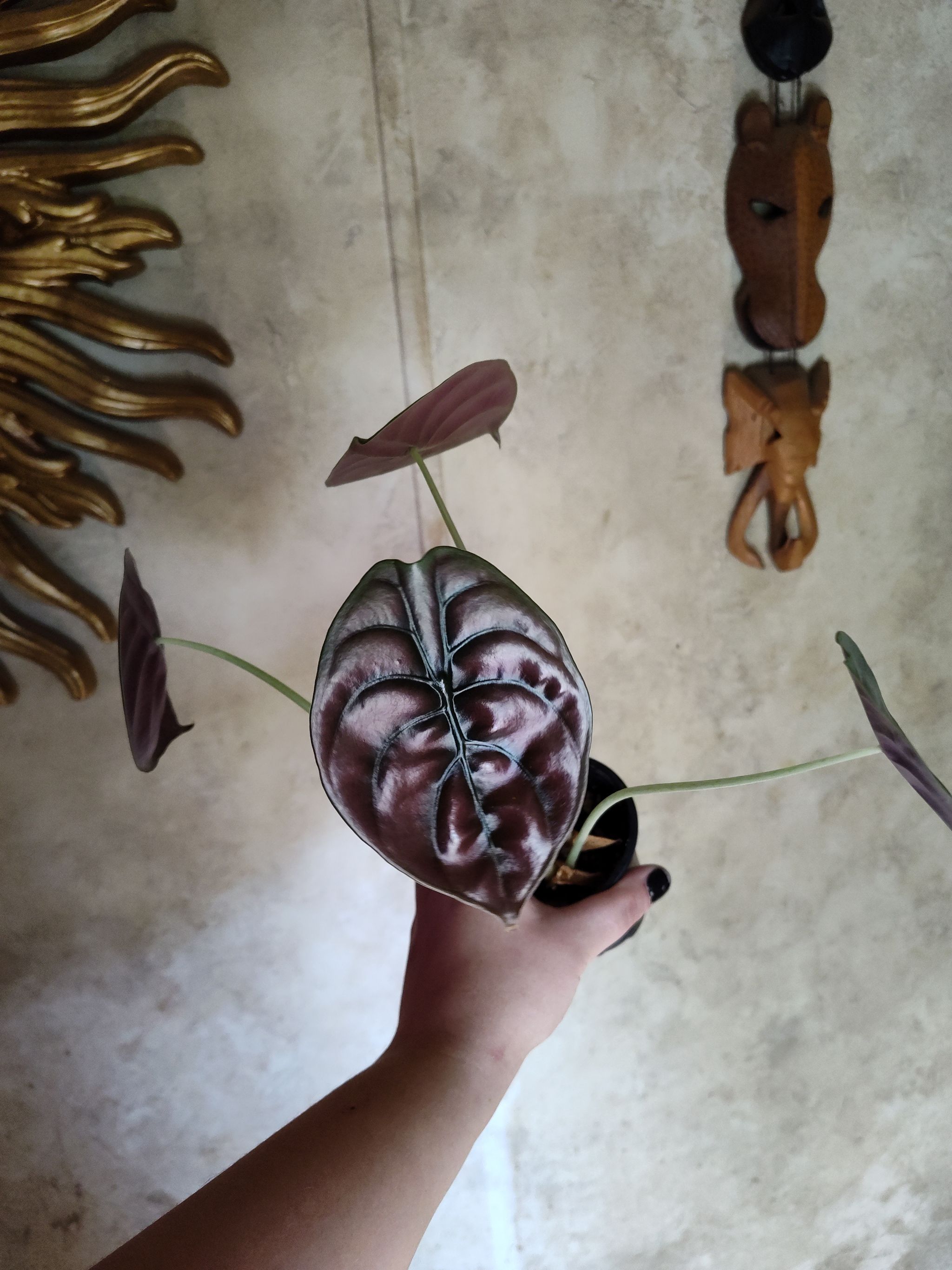 Photo from the post