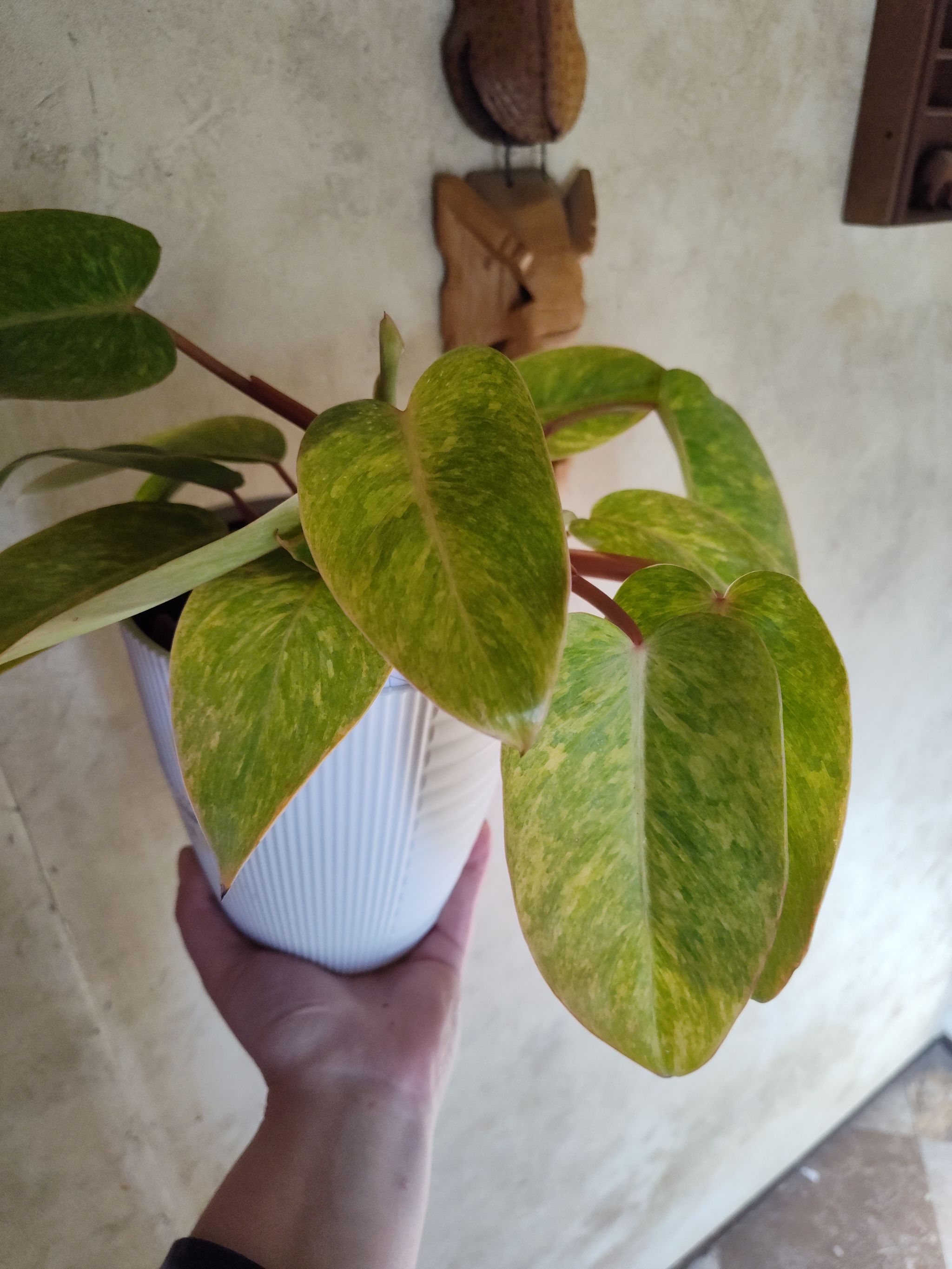 Photo from the post