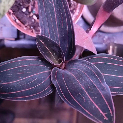 Jewel Orchid