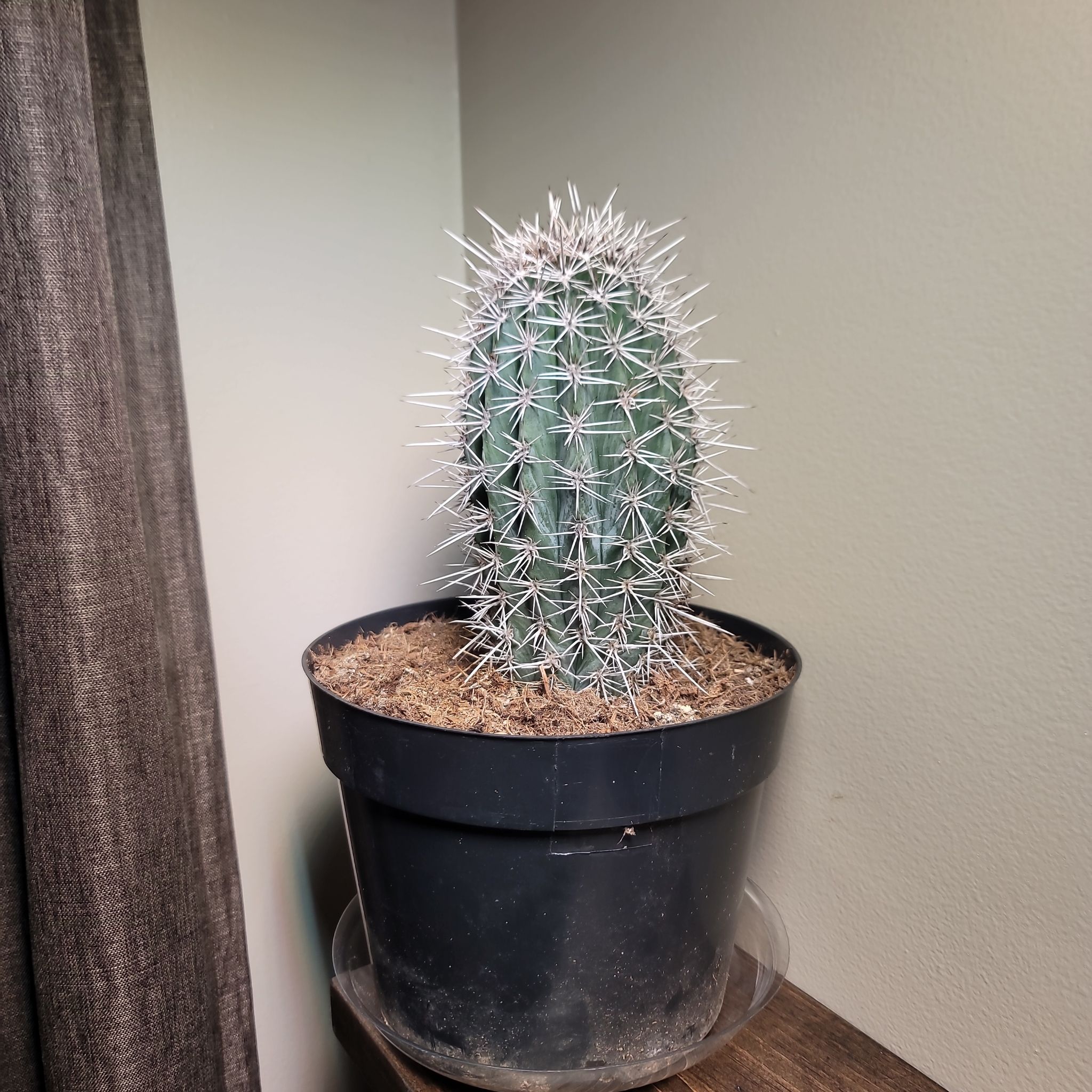 Potted Mexican Giant Cactus indoors, healthy with no visible discoloration.