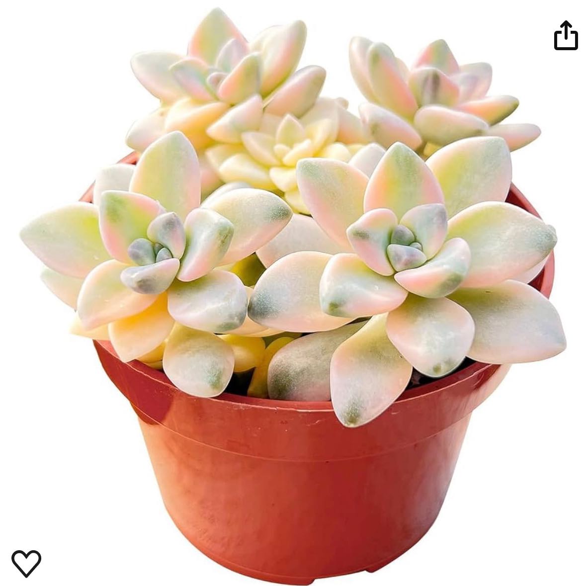 Photo of the plant species Pachyphytum 'Apricot Beauty' by @ShapelyMugwort named Gates on Greg, the plant care app