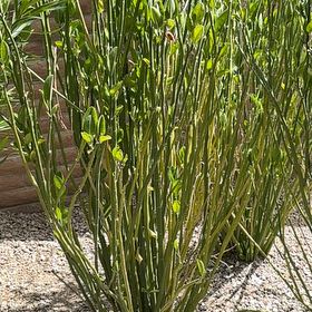 Photo of the plant species Paintbrush Flower by @NurseCamphor named Mochi on Greg, the plant care app