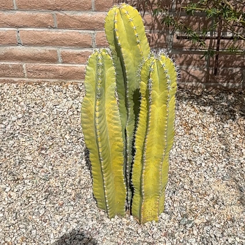 Photo of the plant species Pachycereus Schottii by @NurseCamphor named Leaf Erickson on Greg, the plant care app