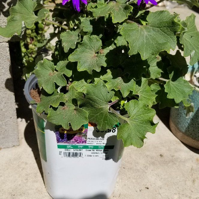 Photo of the plant species Florist's Cineraria by @HardyNoni named Elle on Greg, the plant care app