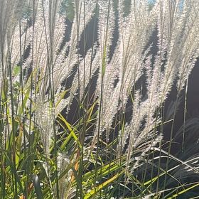 Photo of the plant species Maiden Grass by @SuavePyrethrum named Cleopatra on Greg, the plant care app