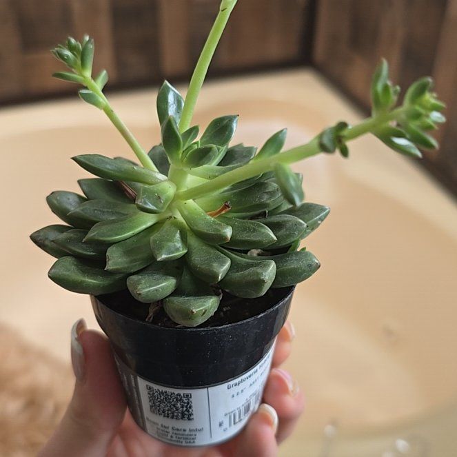 Photo of the plant species Graptopetalum mendozae by @SweetCowpoison named Drake on Greg, the plant care app