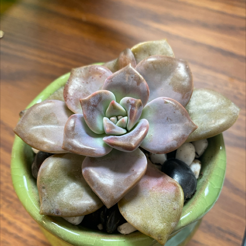 Five Stamen Graptopetalum succulent in a small pot with visible soil and pebbles.