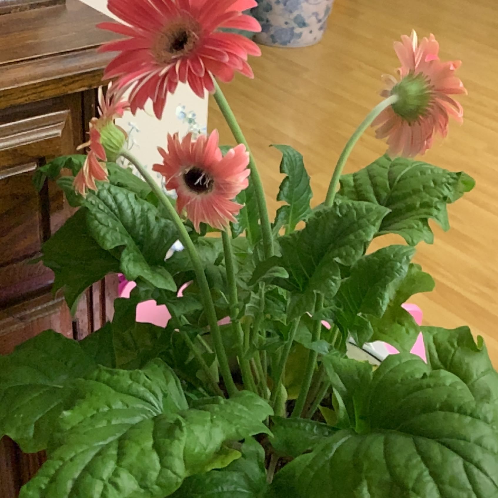 Gerbera plant with pink flowers and healthy green leaves indoors.