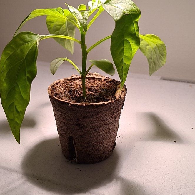 Plant care for Banana Pepper on Greg, the plant care app