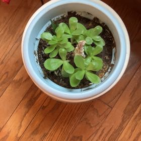 Photo of the plant species Coat Buttons by @PerkyLaceyoak named Dax on Greg, the plant care app