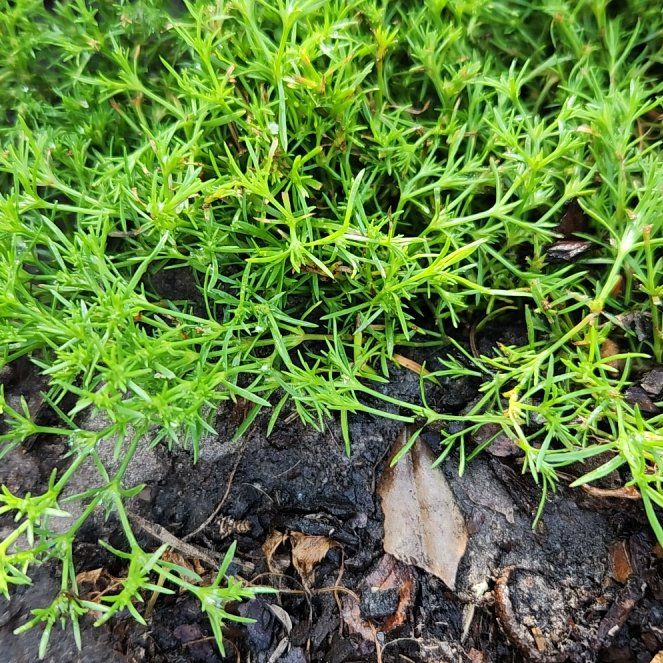 Photo of the plant species Scotch Moss by @AdonicChia named Hamilton on Greg, the plant care app
