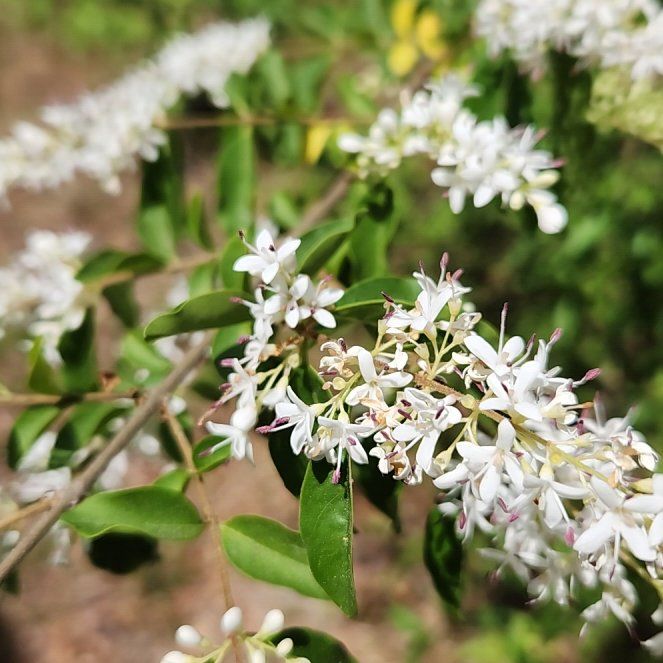 Photo of the plant species Chinese Privet by @AdonicChia named da Vinci on Greg, the plant care app