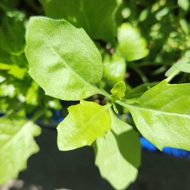 Photo of the plant species Eastern Baccharis by @AdonicChia named Foxxy on Greg, the plant care app