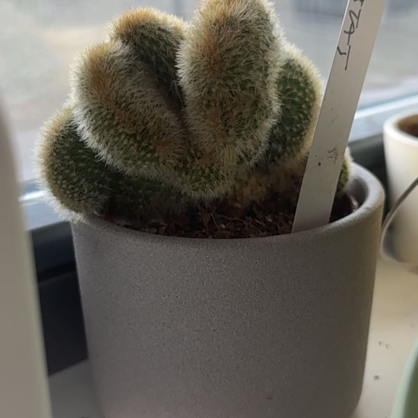 Photo of the plant species Cleistocactus strausii by @SuperCardoon named Clooney on Greg, the plant care app