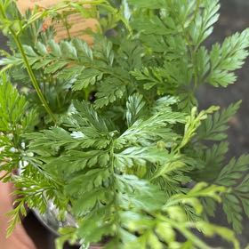 Photo of the plant species Black Rabbit's Foot by @MentorHogpeanut named Foxxy on Greg, the plant care app