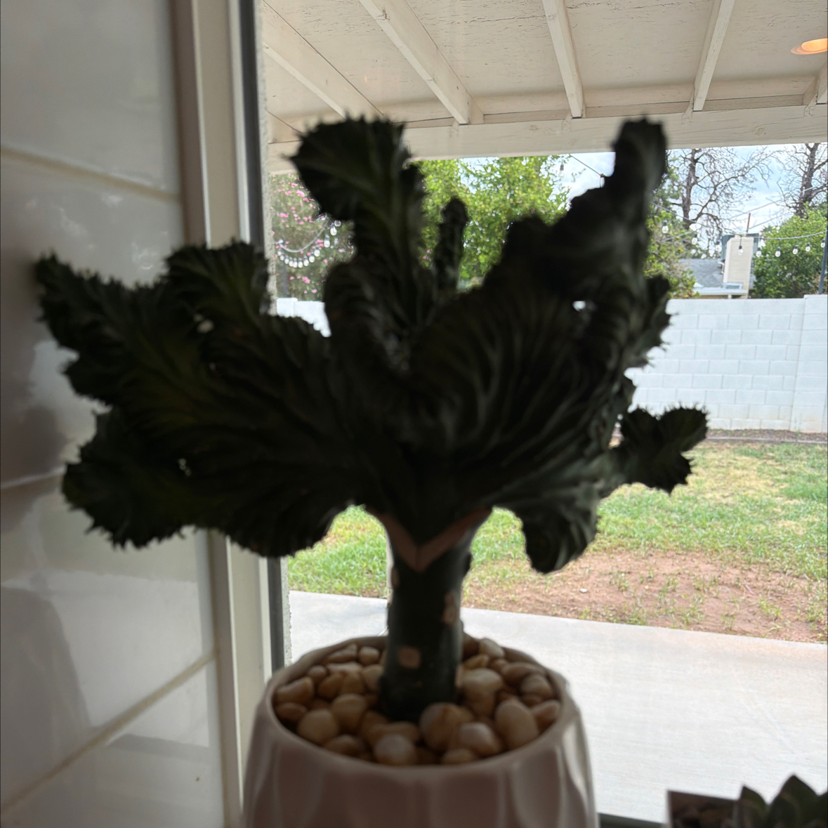 Photo of the plant species Euphorbia by @QuirkyFlamevine named Winston on Greg, the plant care app