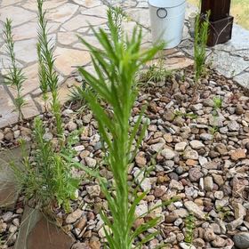 Photo of the plant species Canadian Fleabane by @HipMockorange named Naomi on Greg, the plant care app