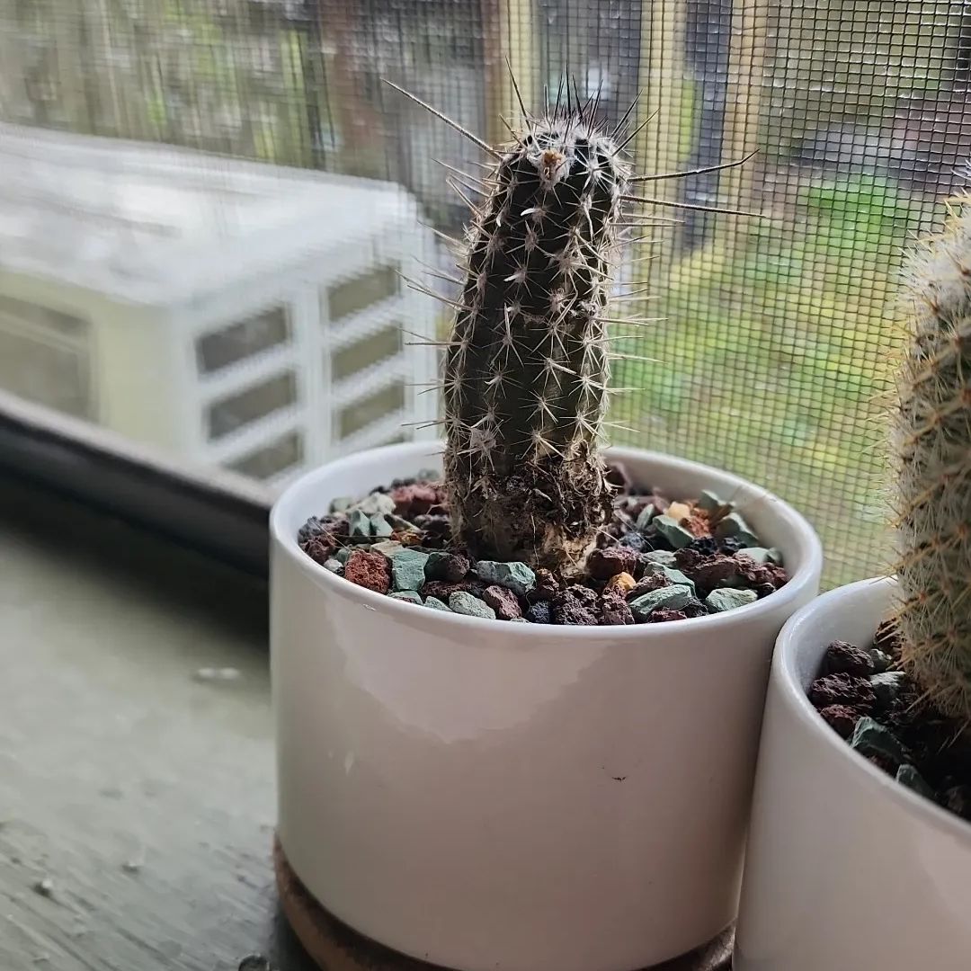 Old Man of the Andes cactus in a white pot on a windowsill, with another cactus nearby.