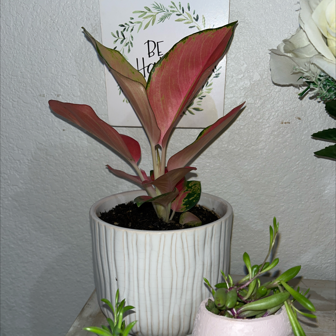 Chinese Evergreen Valentine plant in a white pot with vibrant red and green leaves.
