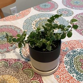 Photo of the plant species Verigated Creeping Fig by @DeanWildcarrot named Fig Planty on Greg, the plant care app