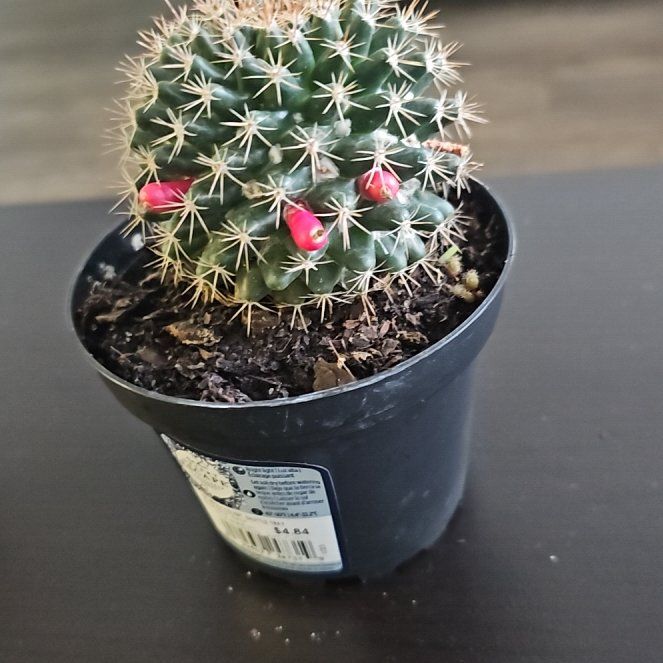 Photo of the plant species Nipple Cactus by @DudleysOasis named Hemingway on Greg, the plant care app