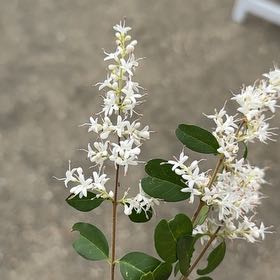 Photo of the plant species Chinese Privet by @SisterTamarind named Sahara on Greg, the plant care app