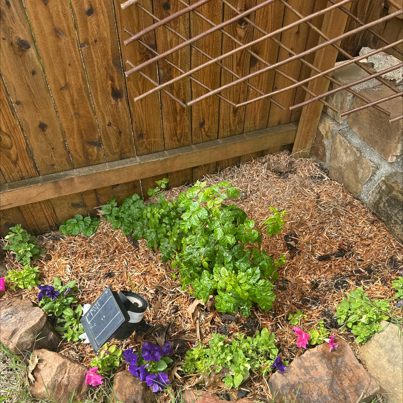 Tecoma capensis plant in a garden bed with mulch and surrounding smaller plants.