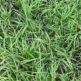 Photo of the plant species Creeping lilyturf by @GoldHoyarosita named Monkey on Greg, the plant care app