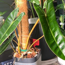 Photo of the plant species Philodendron 'Black Billietae' by @QueenShadbush named Lavender on Greg, the plant care app