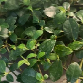 Photo of the plant species Lesser Periwinkle by @QueenShadbush named da Vinci on Greg, the plant care app