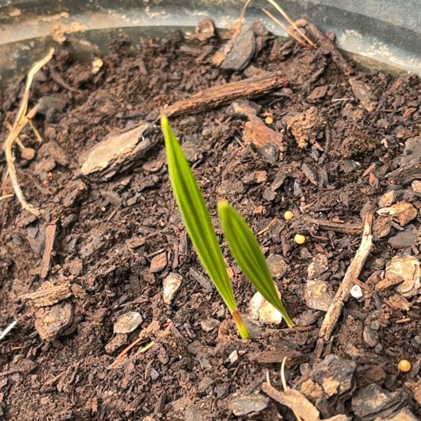 Photo of the plant species Date Palm by @FavoredBushlily named Bruce Lee on Greg, the plant care app